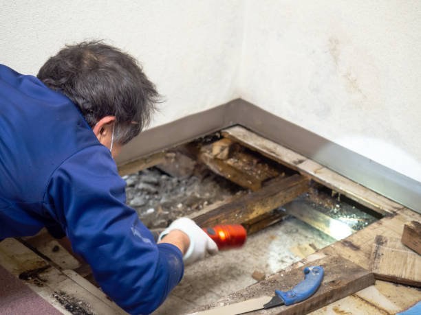 Best Residential Mold Remediation in Dupo, IL