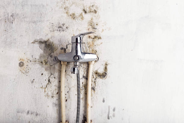 Best Residential Mold Remediation in Dupo, IL