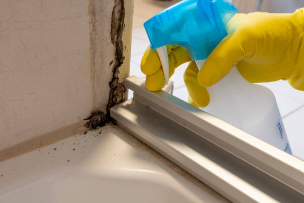 Best Post-Flood Mold Remediation in Dupo, IL
