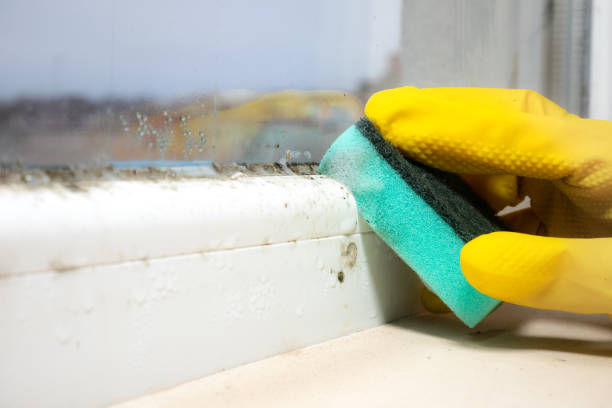 Best Commercial Mold Remediation in Dupo, IL