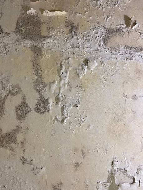 Best Black Mold Remediation in Dupo, IL