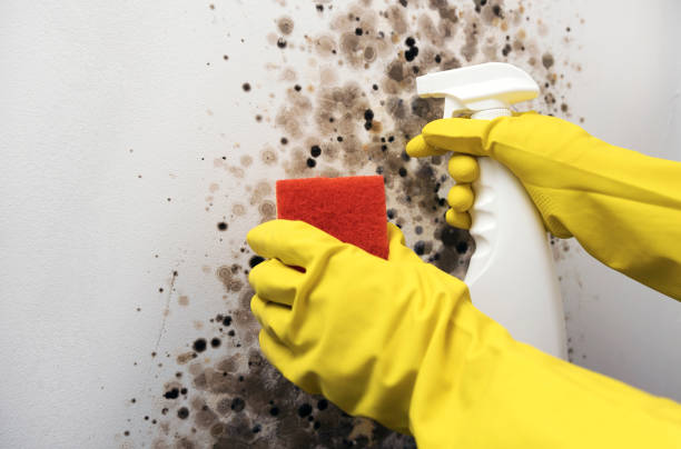 Best HVAC Mold Remediation in Dupo, IL